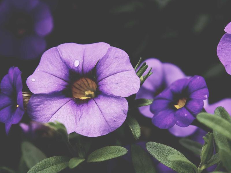 sudoku focus mode screenshot 4